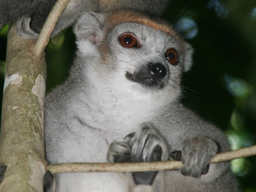 Tourisme – Le SNAV à Madagascar : « Solidaire des destinations touristiques  en difficulté ! »